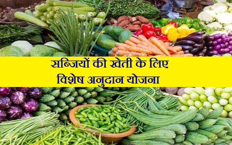 सब्जियों की खेती के लिए विशेष अनुदान योजना